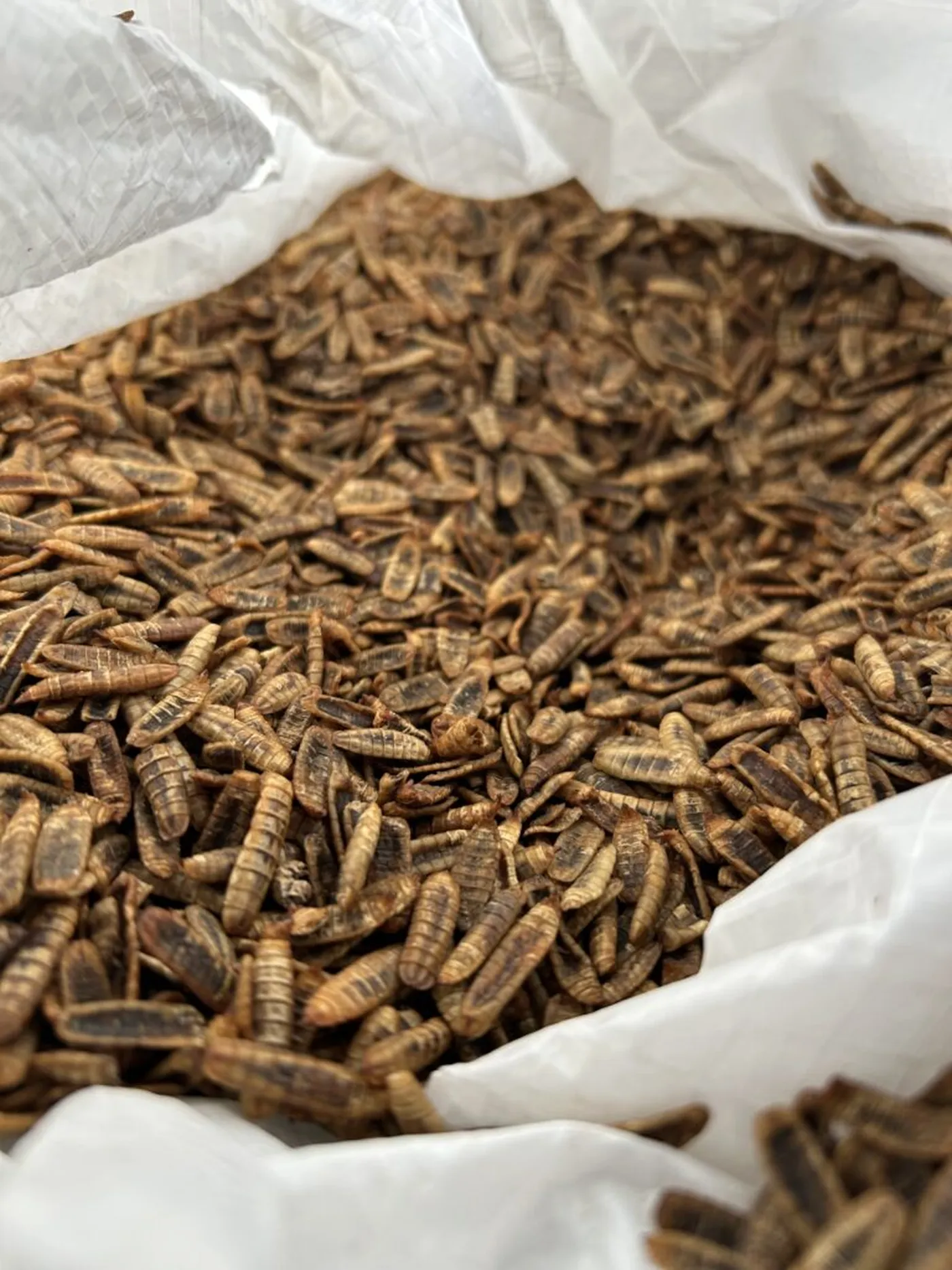 Viele Insektenlarven in einem Sack