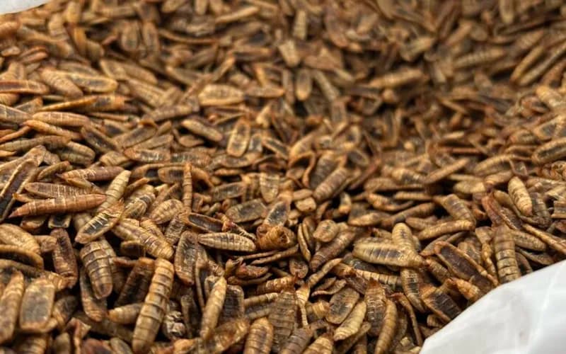 Viele Insektenlarven in einem Sack